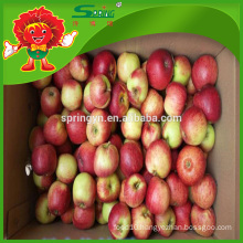 red apple Fuji type sell directly from farmer